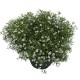 Gypsophila Muralis M13