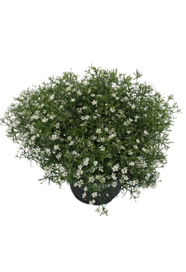Gypsophila Muralis M13