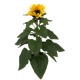 Helianthus M15