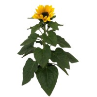 Helianthus M15