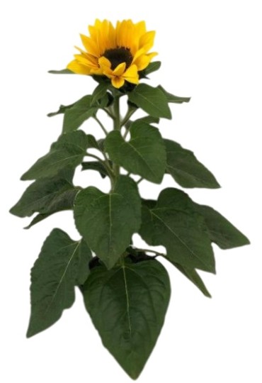 Helianthus M15