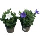Platycodon Grandiflorus M13