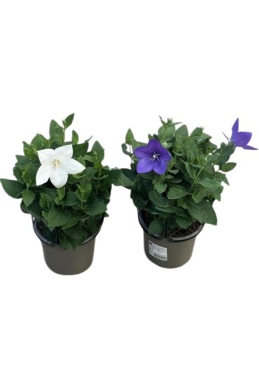 Platycodon Grandiflorus M13