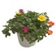 Portulaca (Mixta Colores) M13