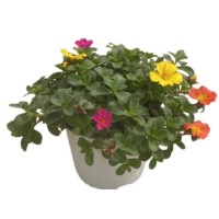 Portulaca (Mixta Colores) M13