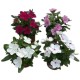 Vinca. Catharanthus Roseus M10.5