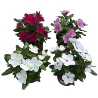 Vinca. Catharanthus Roseus M10.5
