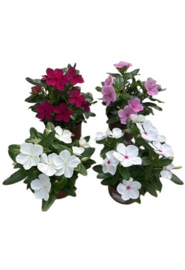 Vinca. Catharanthus Roseus M10.5