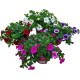 Calibrachoa Hybrida M13