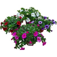 Calibrachoa Hybrida M13