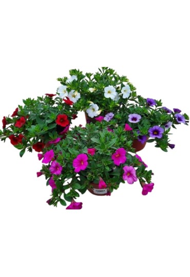 Calibrachoa Hybrida M13