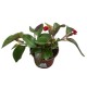Begonia Dragon Wing M13