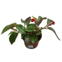Begonia Dragon Wing M13