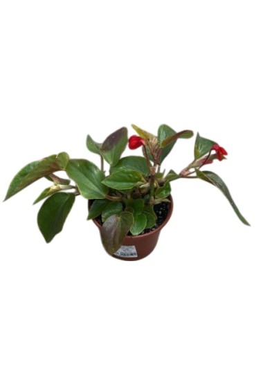 Begonia Dragon Wing M13