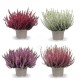 Calluna Vulgaris M11