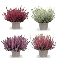 Calluna Vulgaris M11
