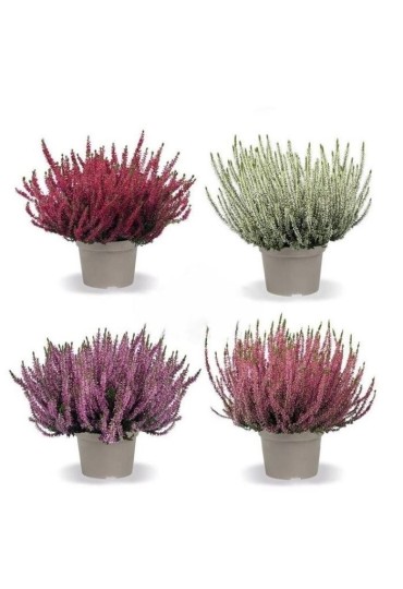Calluna Vulgaris M11