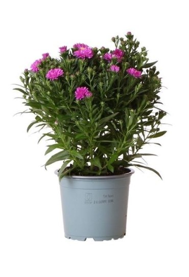 Aster Novi Belgii M13