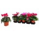 Cyclamen Mini M11