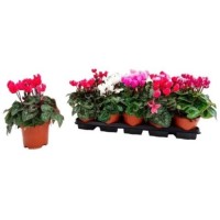 Cyclamen Mini M11