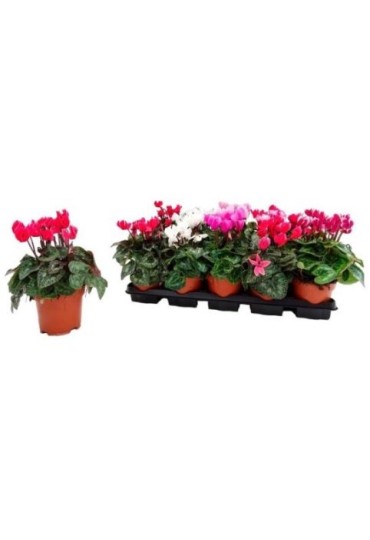 Cyclamen Mini M11