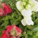 Antirrhinum Majus M11