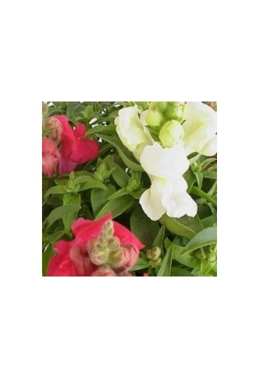 Antirrhinum Majus M11