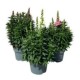 Antirrhinum Majus M11