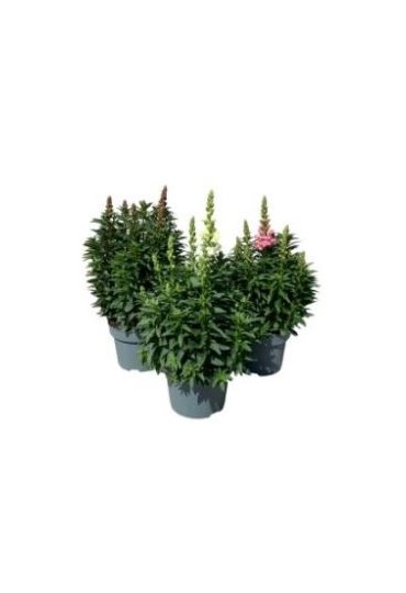 Antirrhinum Majus M11