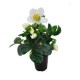 Helleborus M12