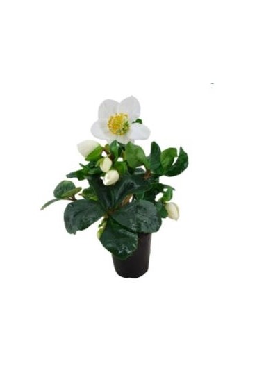 Helleborus M12