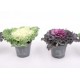 Brassica Oleracea M510