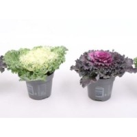 Brassica Oleracea M510
