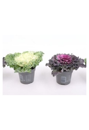 Brassica Oleracea M510