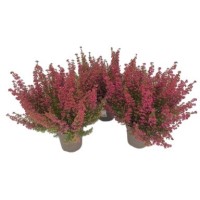 Erica Gracilis M11