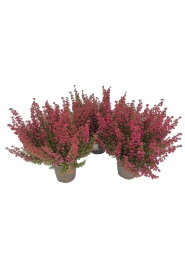 Erica Gracilis M11