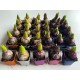 Hyacinthus Orientalis M7