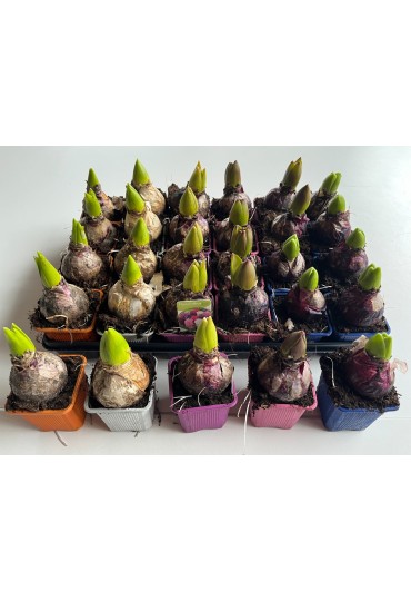 Hyacinthus Orientalis M7