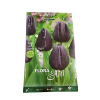 TULIPAN DARWIN NEGRO ELITE