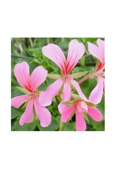 GERANIO Gitanilla "Villa Paris"   M-13/14 (PELARGONIUM PELTATUM)