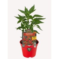 Pimiento Picante Calabrese Diavolicchio M10