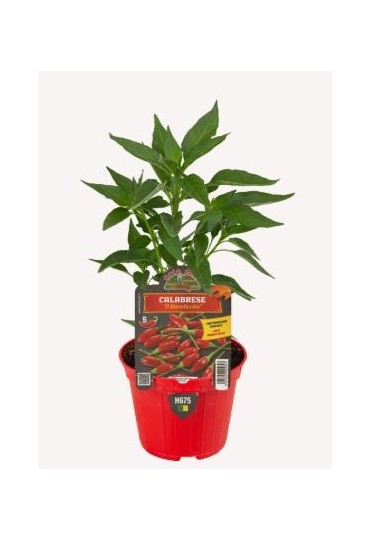 Pimiento Picante Calabrese Diavolicchio M10