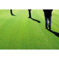 Cesped Natural Agrostis Tepes 1 M2 (2 Mts X 0.5 M)