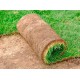 Cesped Natural Agrostis Tepes 1 M2 (2 Mts X 0.5 M)