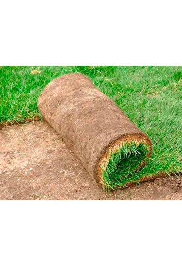 Cesped Natural Agrostis Tepes 1 M2 (2 Mts X 0.5 M)