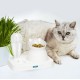 Juego De Cuencos De Agua Y Comida Gato 2 En 1