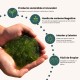 Algaslime 1L