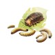 Alimento Reptil Dubia Paste 80Gr