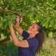 Tijera De Jardin Premiumcut 12241