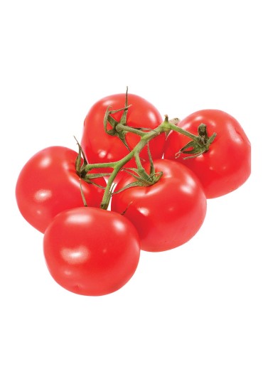 Tomate Gordo Rama M11